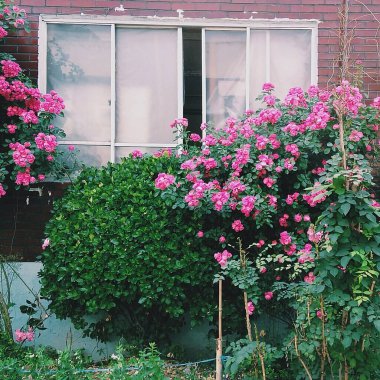 Bahçedeki güzel çiçekler