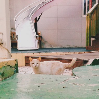 Kedi yerde oturuyor.