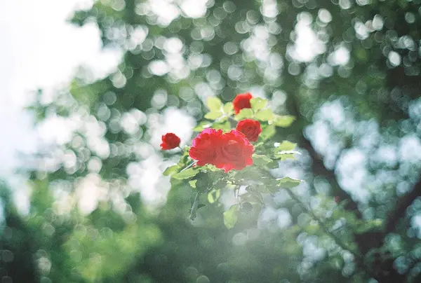 Bahçedeki kırmızı güller