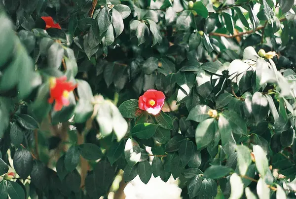 Güzel botanik fotoğrafı, doğal duvar kağıdı.