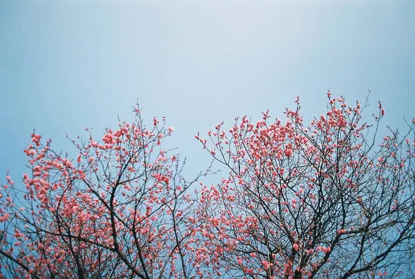 Güzel botanik fotoğrafı, doğal duvar kağıdı.