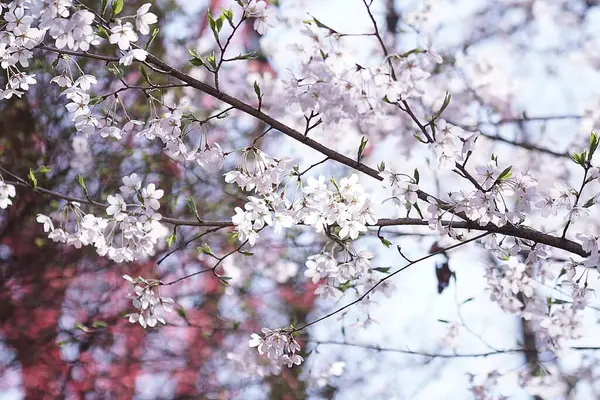 Bahçede güzel bahar çiçekleri