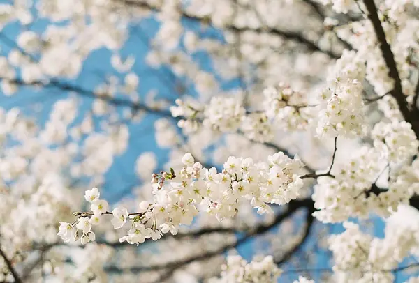 Bahçede güzel bahar çiçekleri