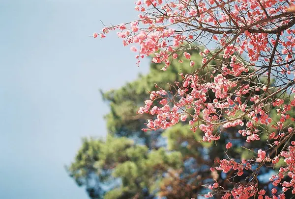 Güzel botanik fotoğrafı, doğal duvar kağıdı.