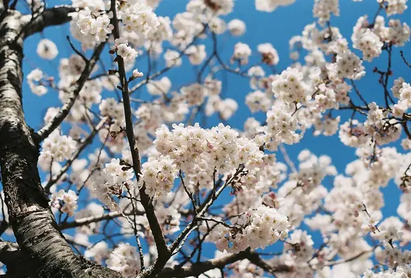 Güzel botanik fotoğrafı, doğal duvar kağıdı.