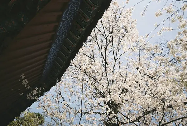 İlkbaharda güzel kiraz çiçekleri