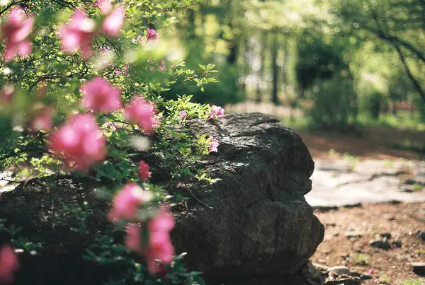 Bahçedeki güzel çiçekler