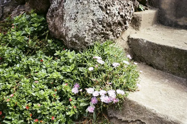 Bahçedeki güzel çiçekler