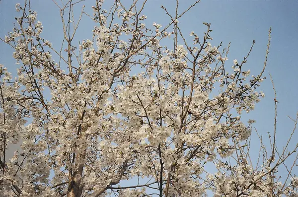 Güzel botanik fotoğrafı, doğal duvar kağıdı.