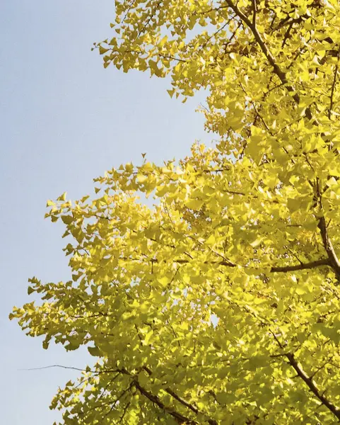 Ormanda yeşil yapraklar