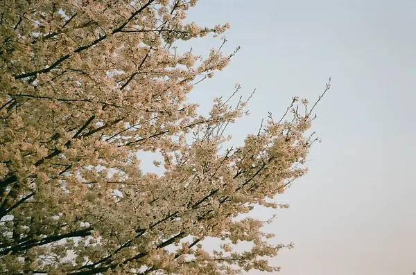 Güzel botanik fotoğrafı, doğal duvar kağıdı.