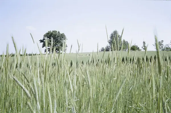 Kırsalda yeşil buğday tarlası