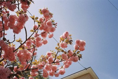 Bahçede güzel bahar çiçekleri