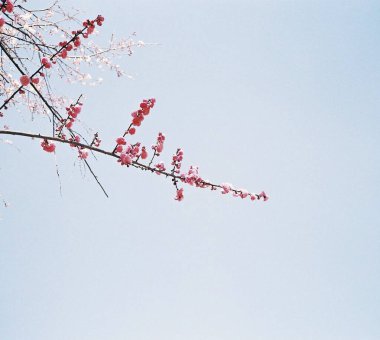 İlkbaharda kiraz ağacı dalları