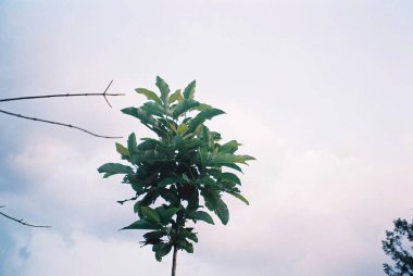 Güzel botanik fotoğrafı, doğal duvar kağıdı.