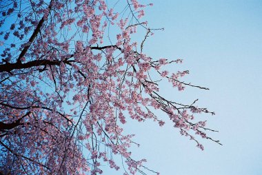 Bahçede güzel bahar çiçekleri