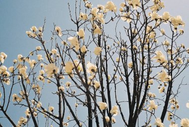 Bahçede beyaz çiçekler