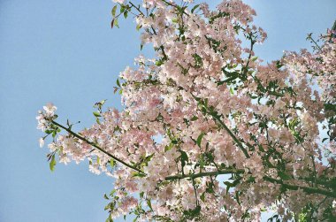Bahçedeki pembe sakura çiçekleri