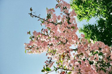 Bahçedeki güzel çiçekler