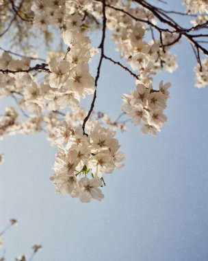 Güzel botanik fotoğrafı, doğal duvar kağıdı.