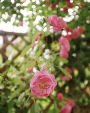 Bahçedeki güzel çiçekler