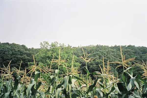 Ormandaki mısır tarlası