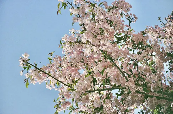 Bahçedeki pembe sakura çiçekleri
