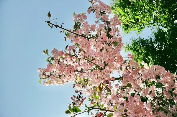 Bahçedeki güzel çiçekler