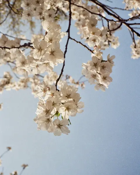 Güzel botanik fotoğrafı, doğal duvar kağıdı.