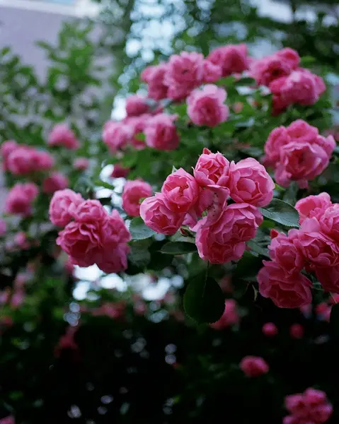 Bahçedeki güzel çiçekler