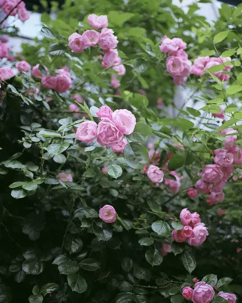 Ormanda güzel güller