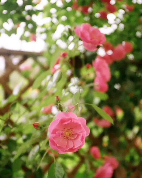 Bahçedeki güzel çiçekler