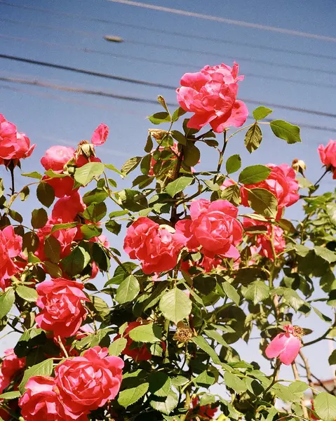 Güzel botanik fotoğrafı, doğal duvar kağıdı.