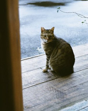 Kedi bankta oturuyor.