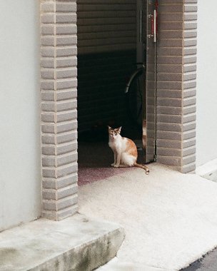 Kedi sokakta oturuyor.