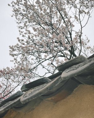 Bahçede güzel bahar çiçekleri