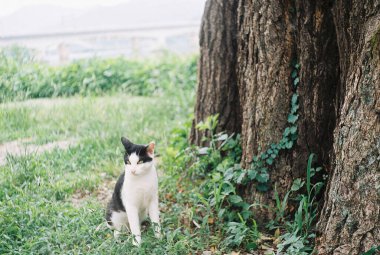 Kedi sokakta oturuyor.