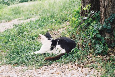 Bir parkta yerde yatan siyah bir kedinin dikey görüntüsü.