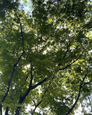 Ormanda yeşil yapraklar