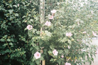 Bahçedeki güzel çiçekler