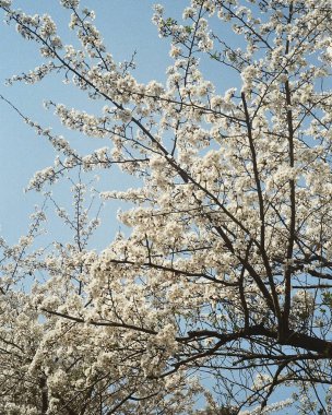 Güzel botanik fotoğrafı, doğal duvar kağıdı.