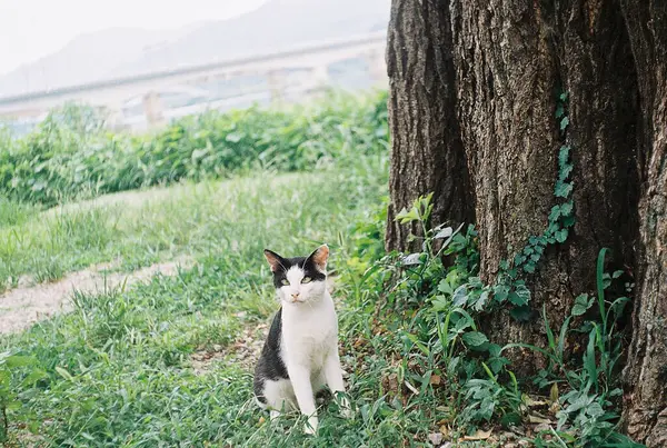 Kedi çimlerin üzerinde oturuyor.