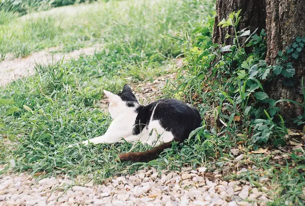Bir parkta yerde yatan siyah bir kedinin dikey görüntüsü.