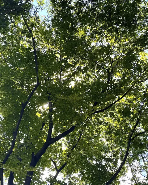 Ormanda yeşil yapraklar