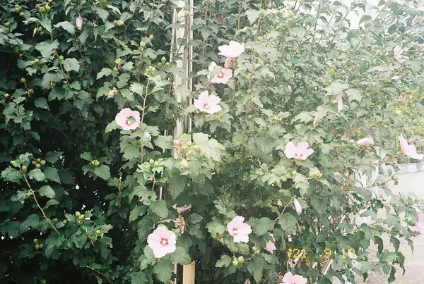 Bahçedeki güzel çiçekler