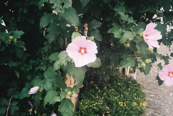 Bahçede güzel bahar çiçekleri