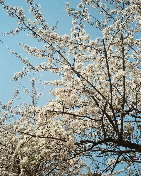 Güzel botanik fotoğrafı, doğal duvar kağıdı.