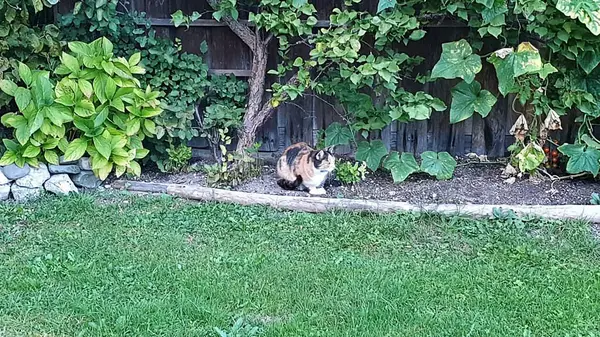 Bir kedi ahşap bir çitte oturuyor ve başka tarafa bakıyor.