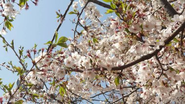Güzel botanik fotoğrafı, doğal duvar kağıdı.