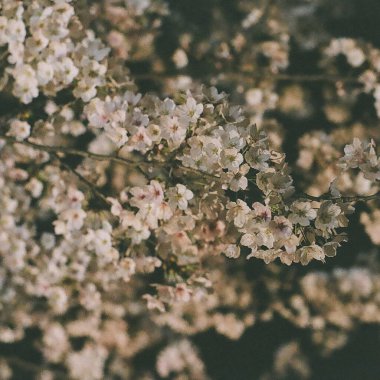 Güzel botanik fotoğrafı, doğal duvar kağıdı.